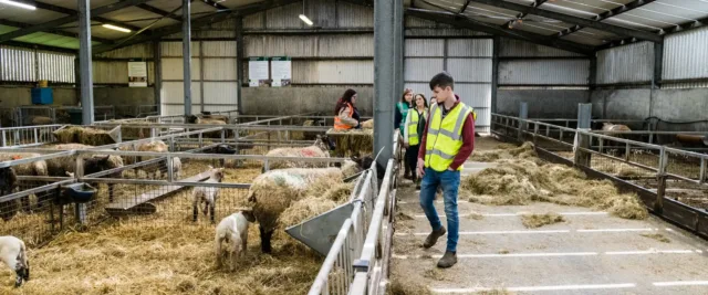 students in farm shed with sheep and lamb