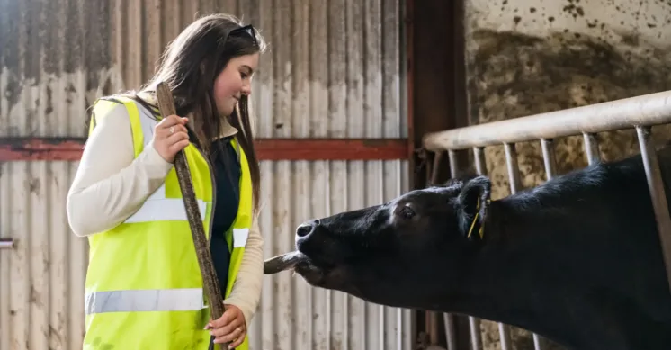 student pictured with cow with tongue out