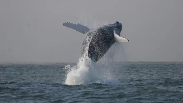 A whale breaching in the ocean.