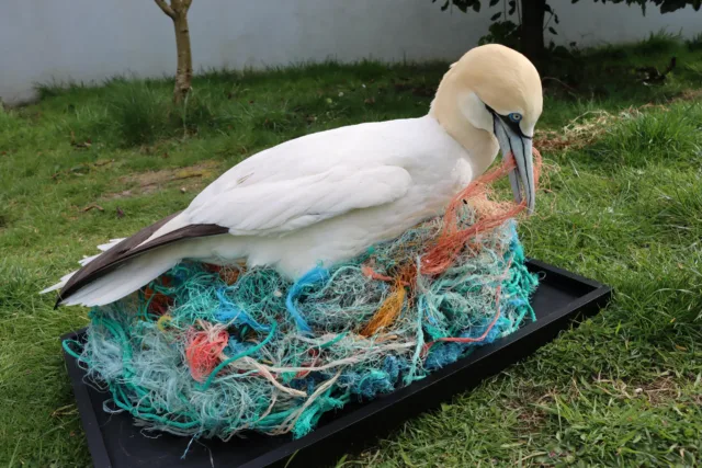 Northern Gannet (a bird) on a nest of plastic.