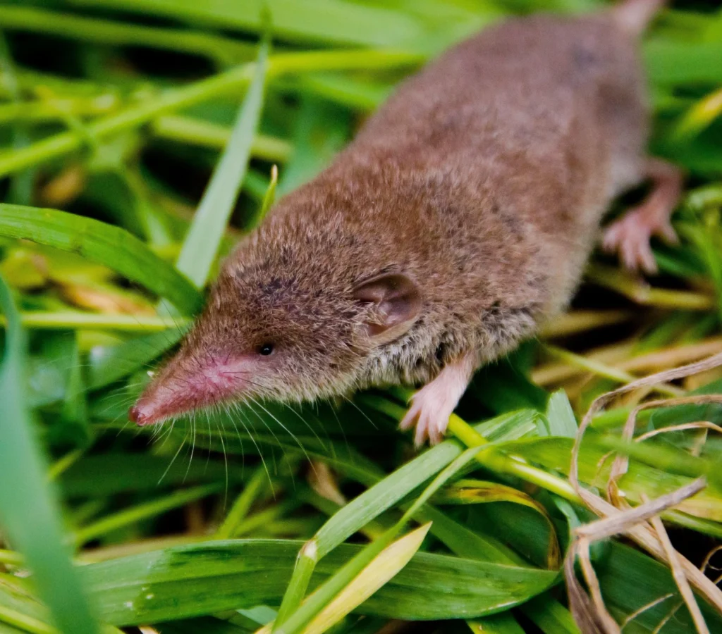 pygmy shrew