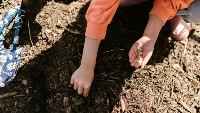 person planting seeds in the ground