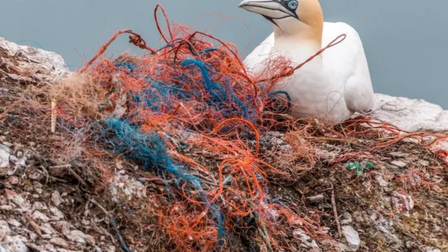 sea bird beside fishing net