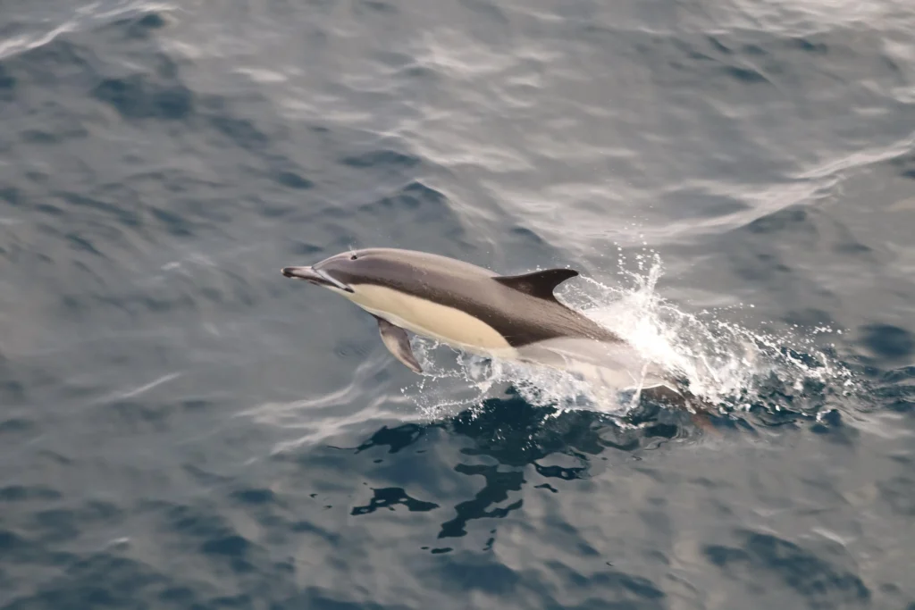 dolphin jumping out of the water