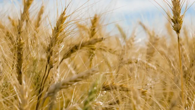 Close up photo of wheat crop