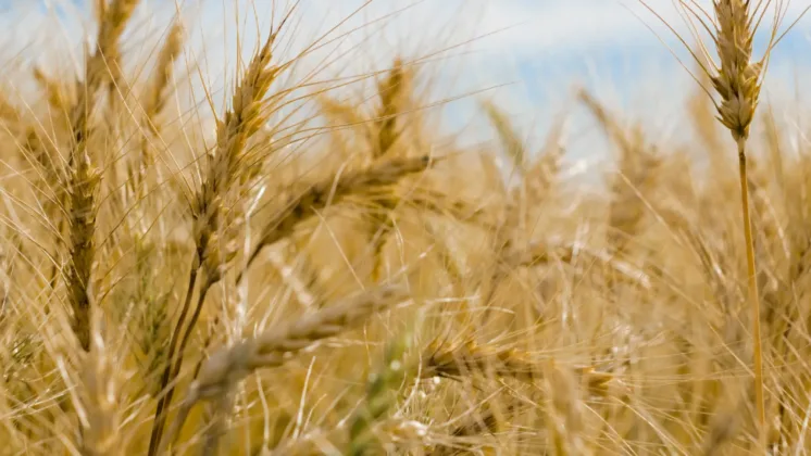 Close up photo of wheat crop