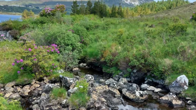 A scenic landscape featuring trees, rocks, and water, with Mount Errigal in the background.