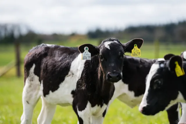 Young cows in a field on the Mountbellew campus