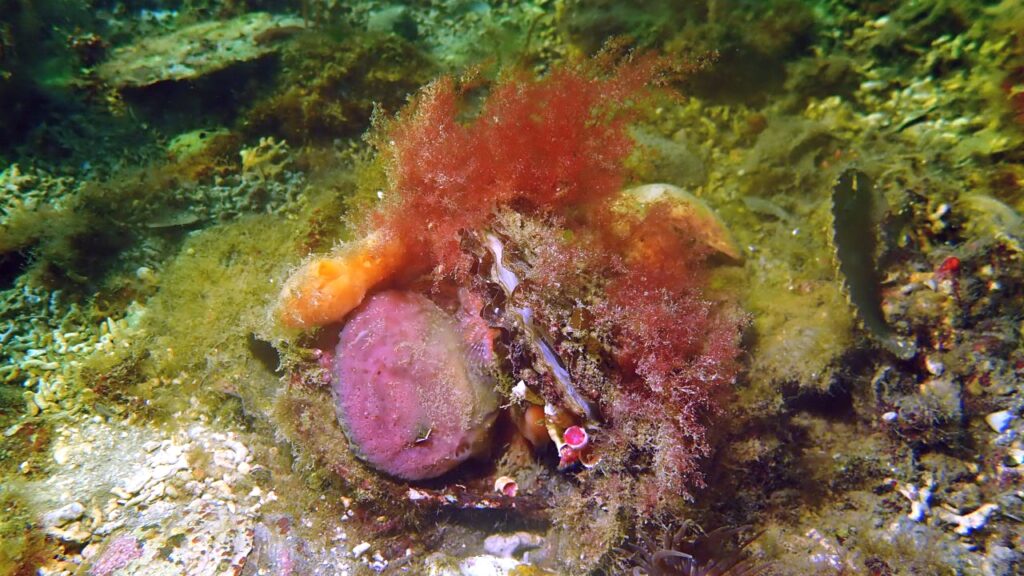 European Native Oyster Reef Ecosystems