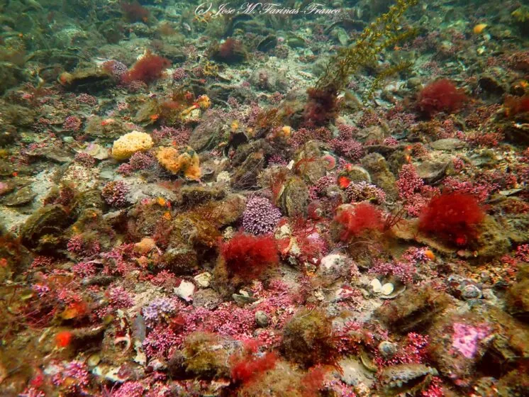 European Native Oyster Reef Ecosystems