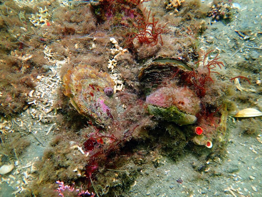 European Native Oyster Reef Ecosystems