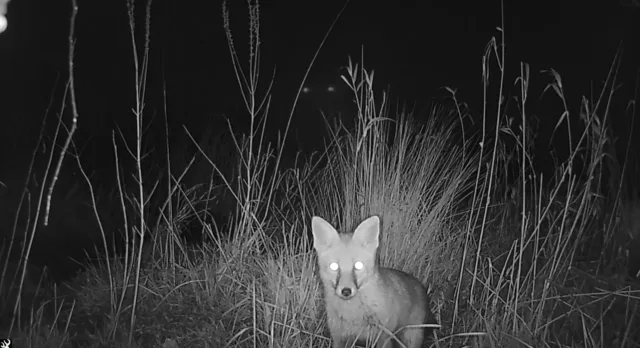 Fox captured on Sligo campus on night vision lens