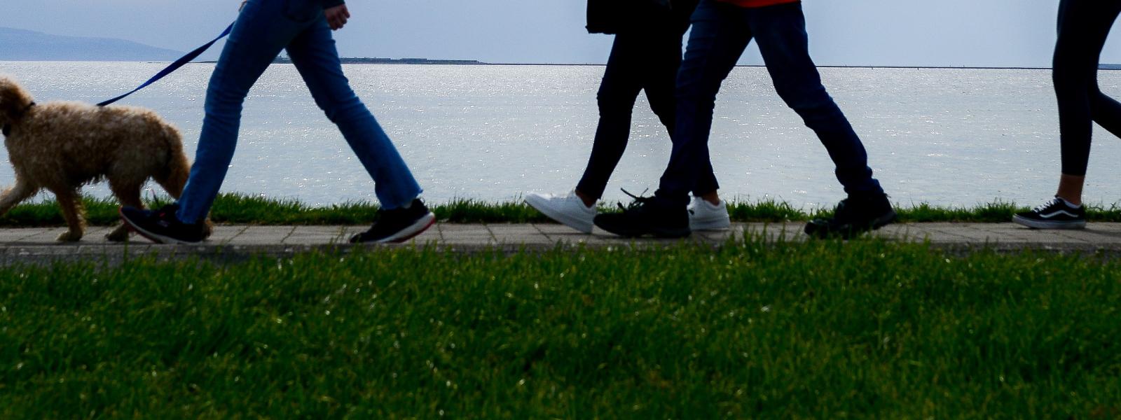 Canines on campus logo, a dog walking with people legs shown