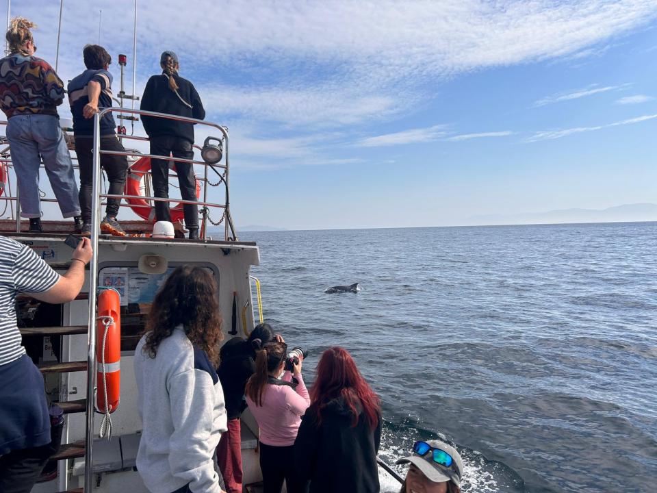 ATU marine science students observing marine mammals off the Blasket island (20 Sept 2024)