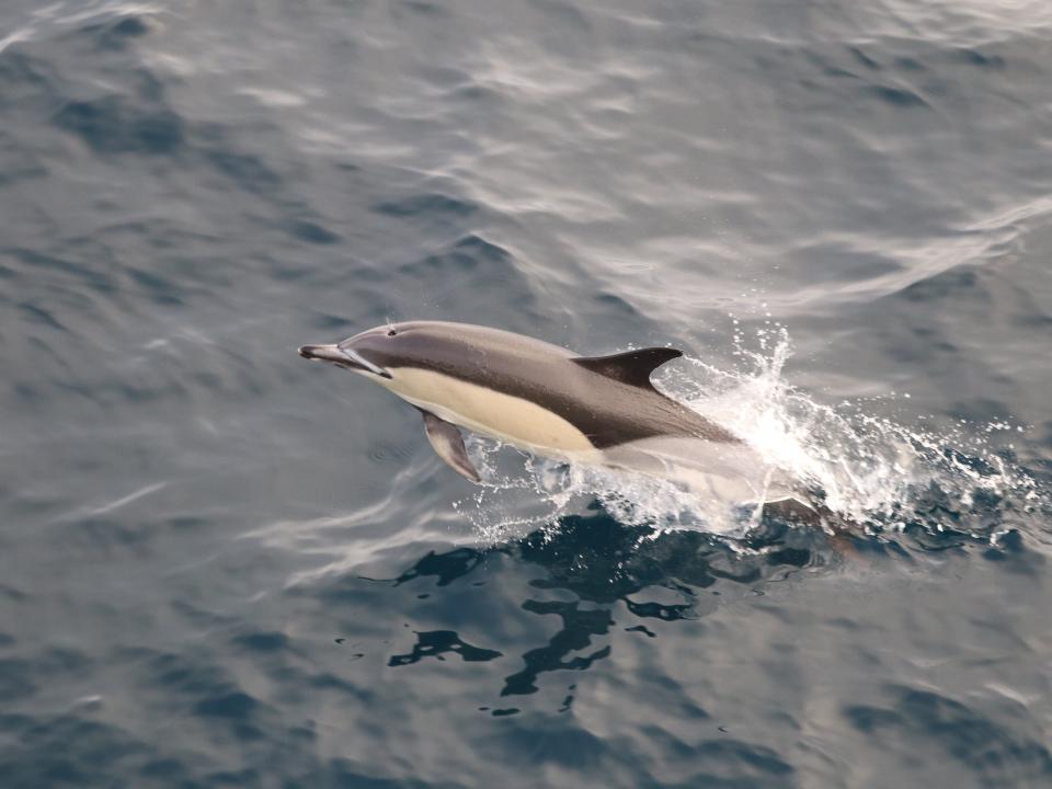 3.	Common dolphin (Delphinus delphis) in Irish waters.