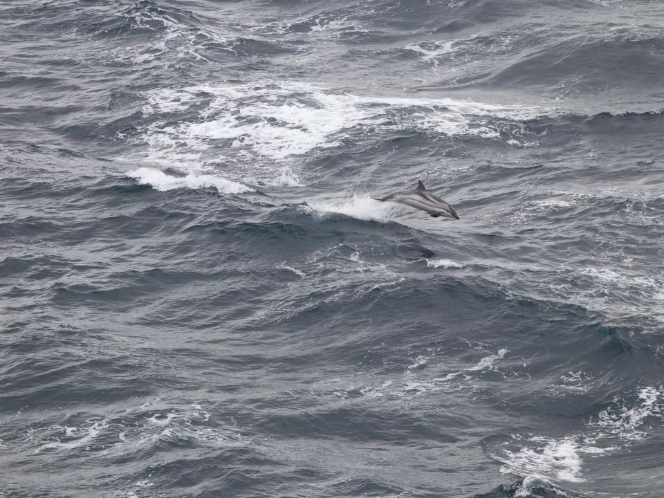 Striped dolphin (Stenella coeruleoalba) spotted in the Strait of Gibraltar.